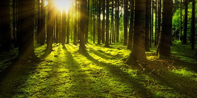 Keutamaan Hartawan Yang Pandai Bersyukur