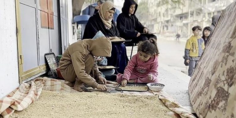 Hadapi krisis kelaparan, warga Gaza terpaksa makan pakan ternak untuk bertahan hidup
